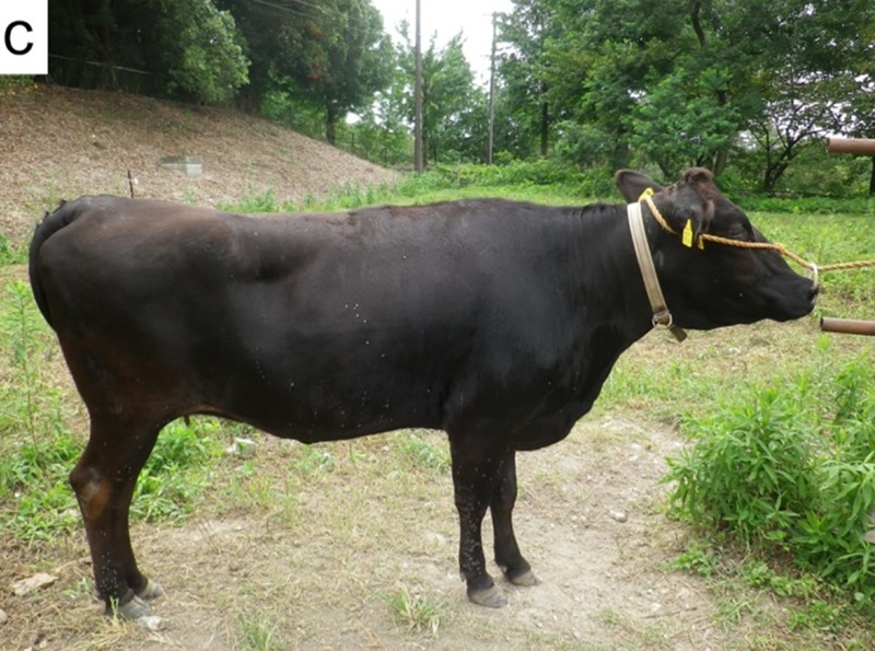 วัวถูกทาสีเปลี่ยนเป็นม้าลาย เห็นแล้วขำแต่ความจริงไม่ได้เอาฮา