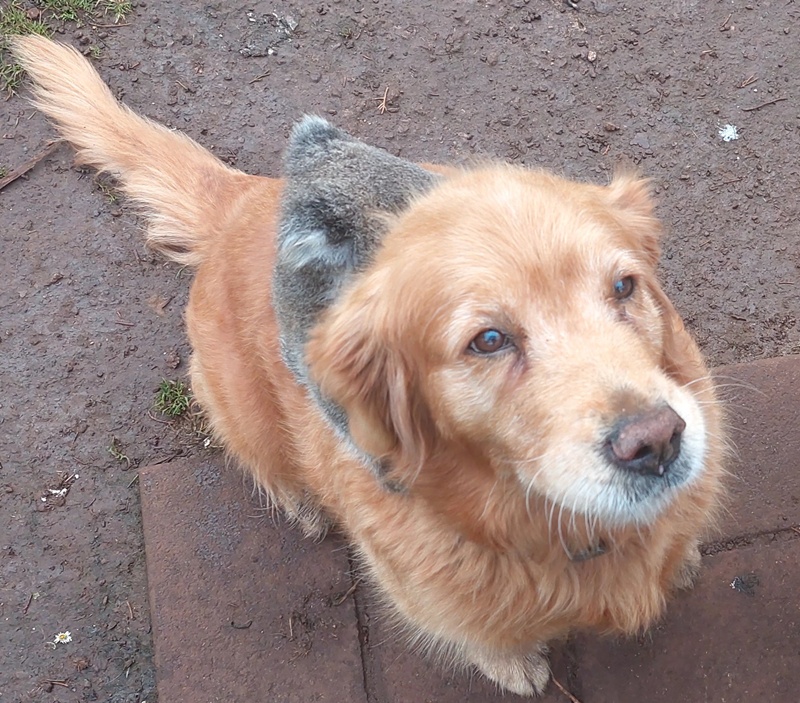 ลูกโคอาลาน้อยพลัดหลงแม่ เกาะหลังตูบโกลเด้น