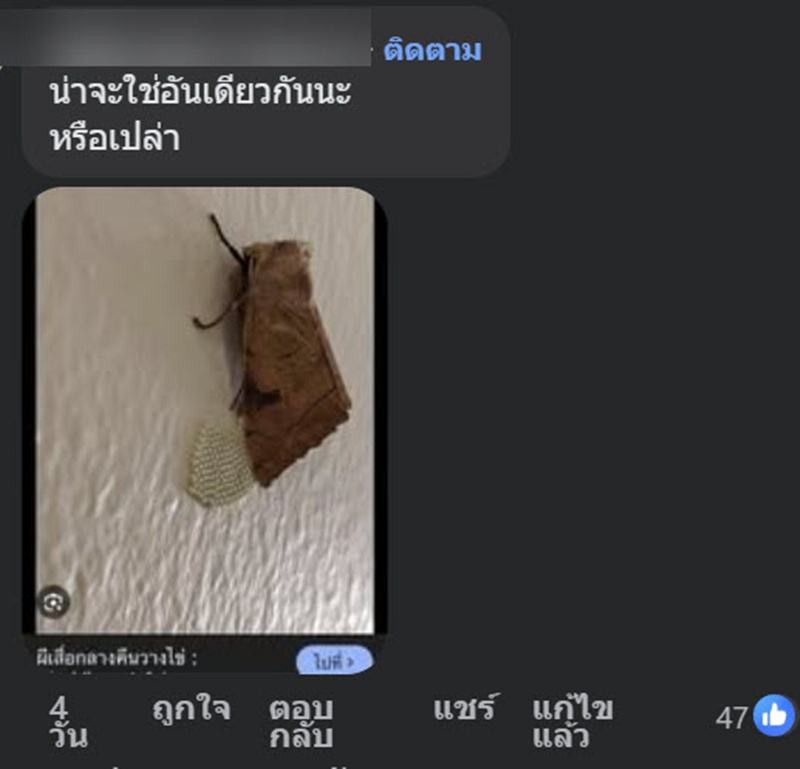 หนุ่มเจอไข่ปริศนาติดผนังบ้าน