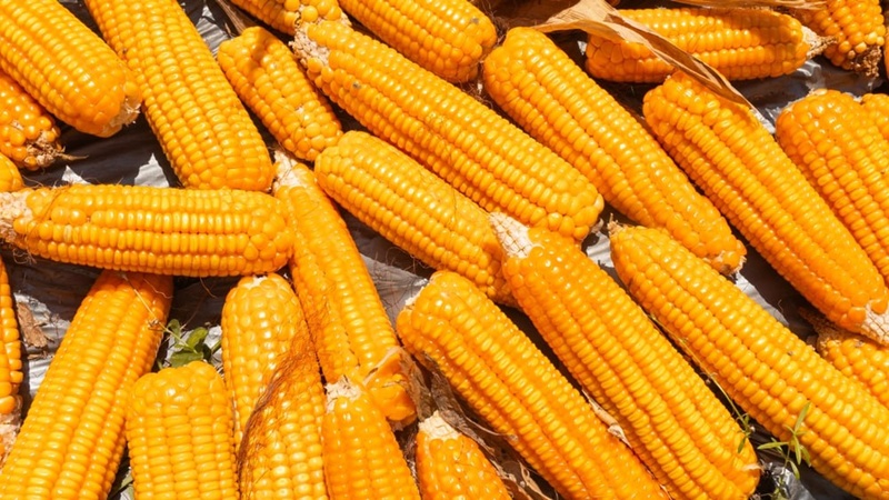 หนุ่มกินอาหารเพื่อสุขภาพ