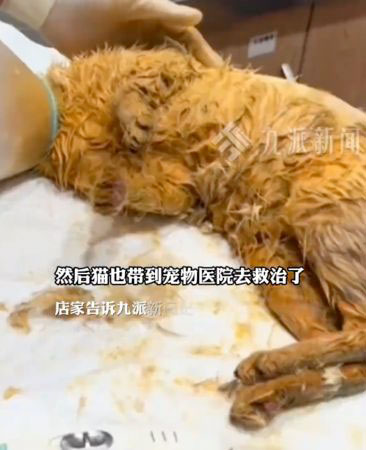 แมวตกใส่หม้อไฟ