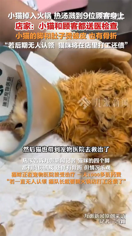 แมวตกใส่หม้อไฟ