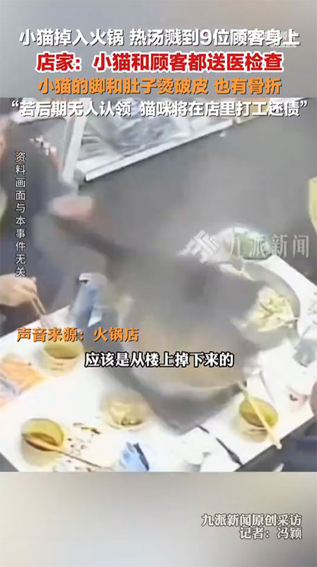 แมวตกใส่หม้อไฟ