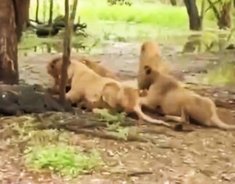 อาลัย ลุงเจียน จนท. สวนสัตว์