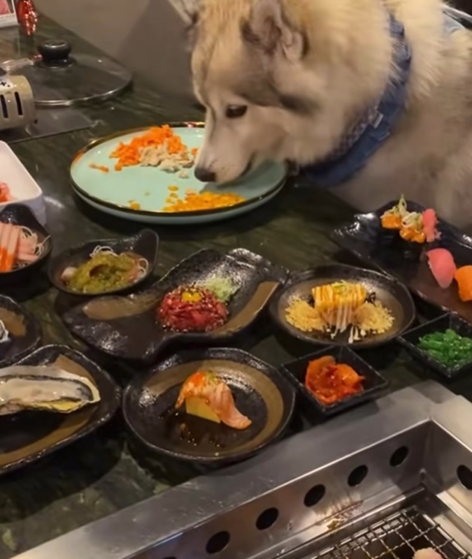 ดราม่าหมากินข้าวบนจาน