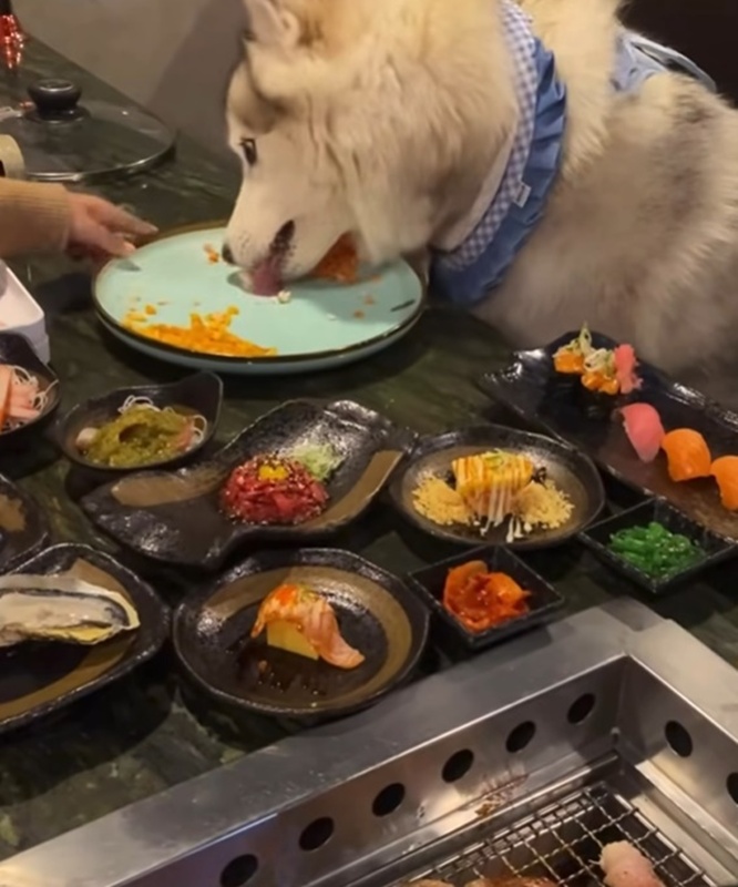 ดราม่าหมากินข้าวบนจาน