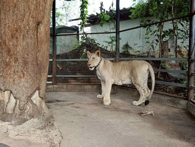 สิงโตของอินฟลูดัง หลุดออกจากบ้าน