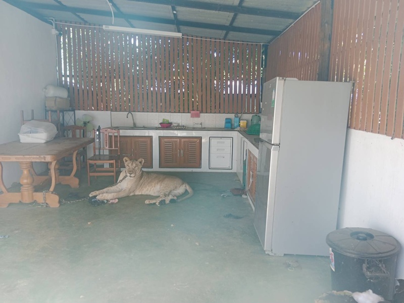 สิงโตของอินฟลูดัง หลุดออกจากบ้าน