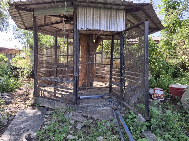 สิงโตของอินฟลูดัง หลุดออกจากบ้าน