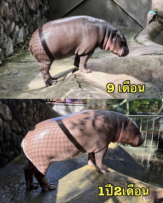 เปิดภาพหมูเด้งล่าสุด เพียงแค่ผ่านไป 3 เดือน