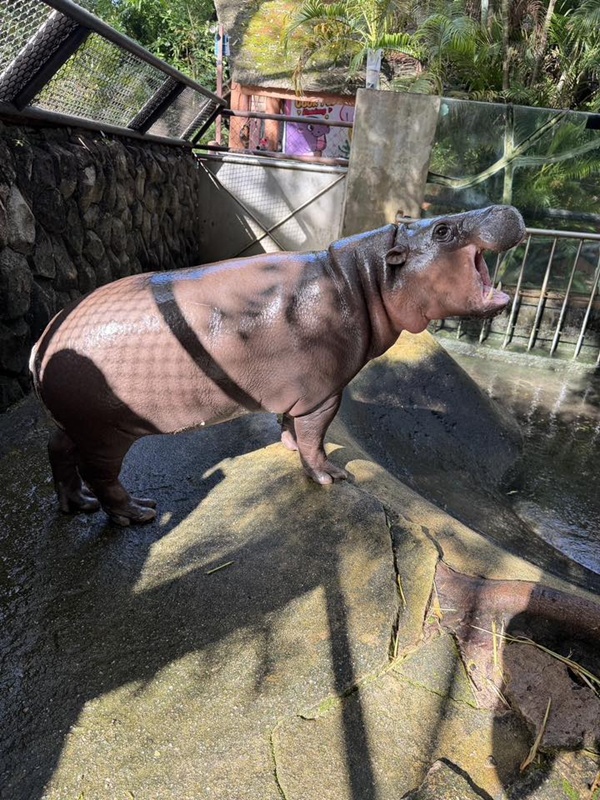 เปิดภาพหมูเด้งล่าสุด เพียงแค่ผ่านไป 3 เดือน