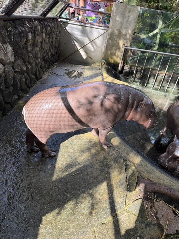 เปิดภาพหมูเด้งล่าสุด เพียงแค่ผ่านไป 3 เดือน