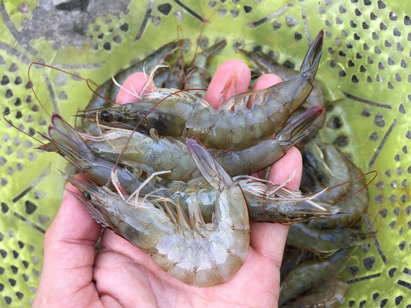 วิธีเลือกกุ้งสด