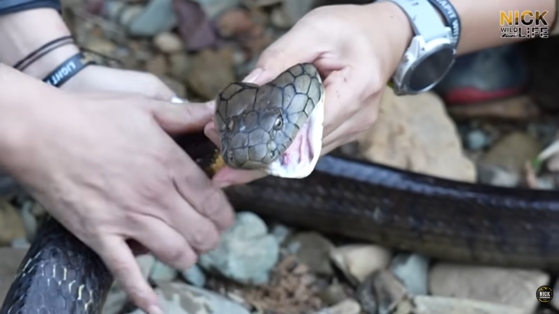 นิค Wildlife ผู้เชี่ยวชาญด้านงูถูกจงอางฉก