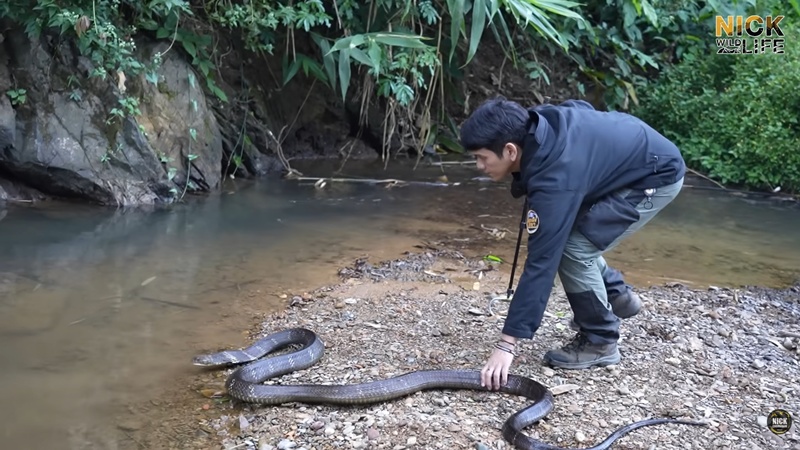 นิค Wildlife ผู้เชี่ยวชาญด้านงูถูกจงอางฉก