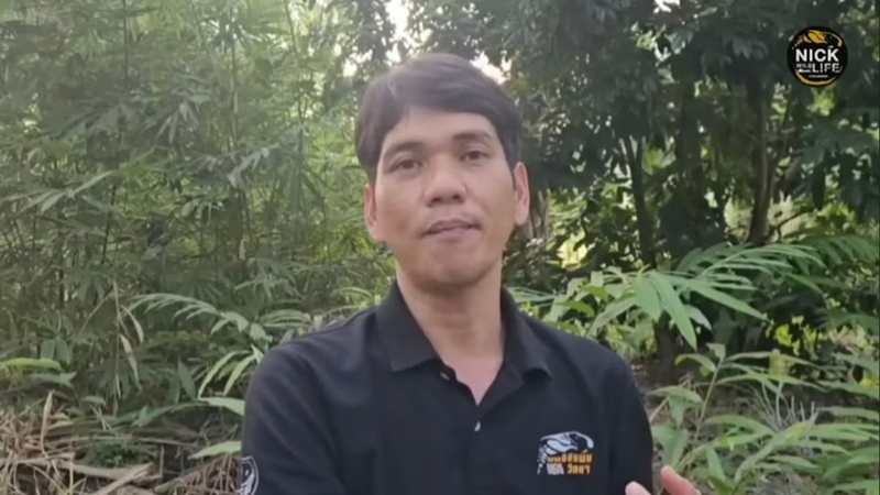 นิค Wildlife ผู้เชี่ยวชาญด้านงูถูกจงอางฉก
