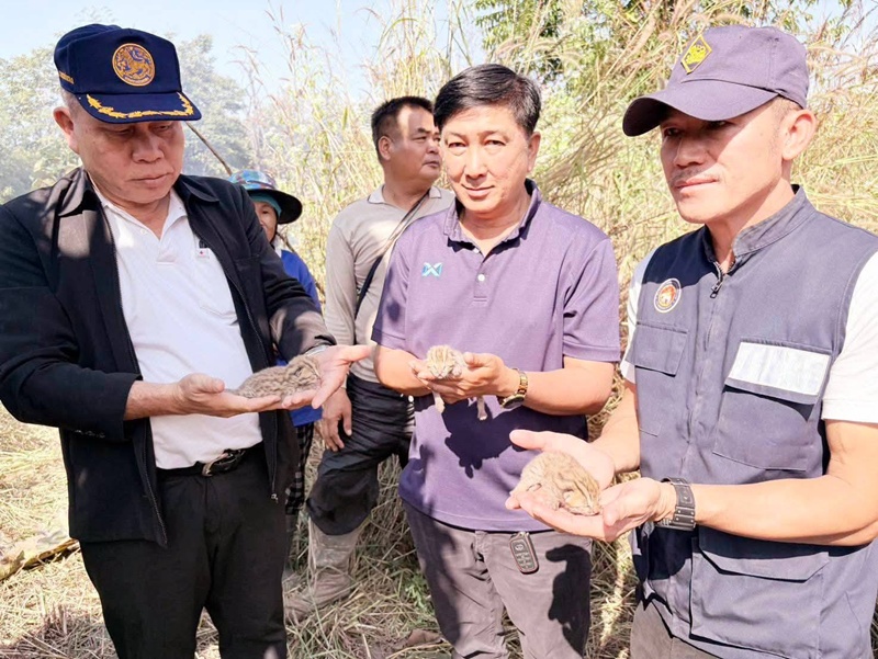 ลูกเสือปลา