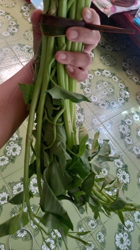 ผักบุ้ง