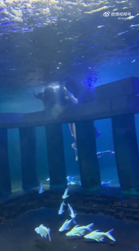 นางเงือกเป็นลม