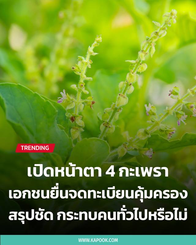 กะเพรา 4 สายพันธุ์ กะเพรา 4 สายพันธุ์