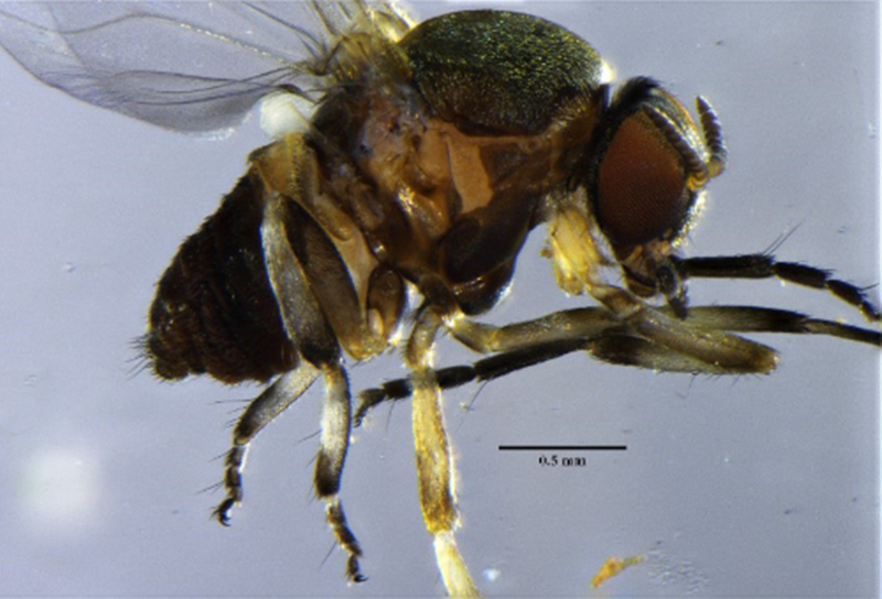 ตัวคุ่นกัด