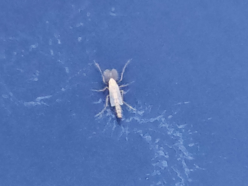 ริ้นน้ำจืด