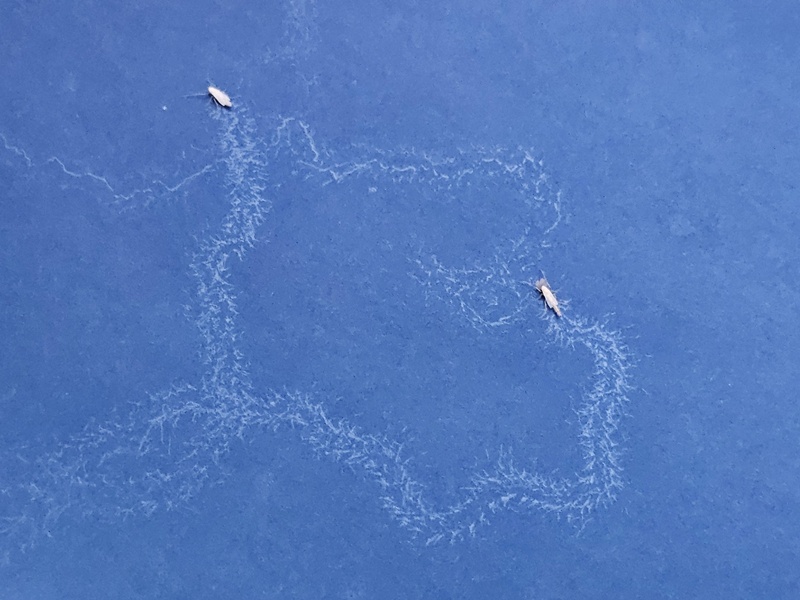 ริ้นน้ำจืด