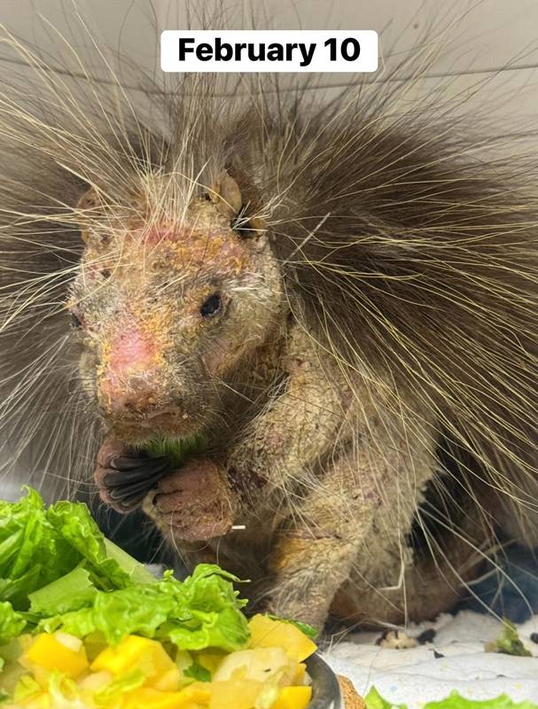 ลูกเม่นป่า