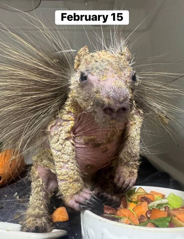 ลูกเม่นป่า