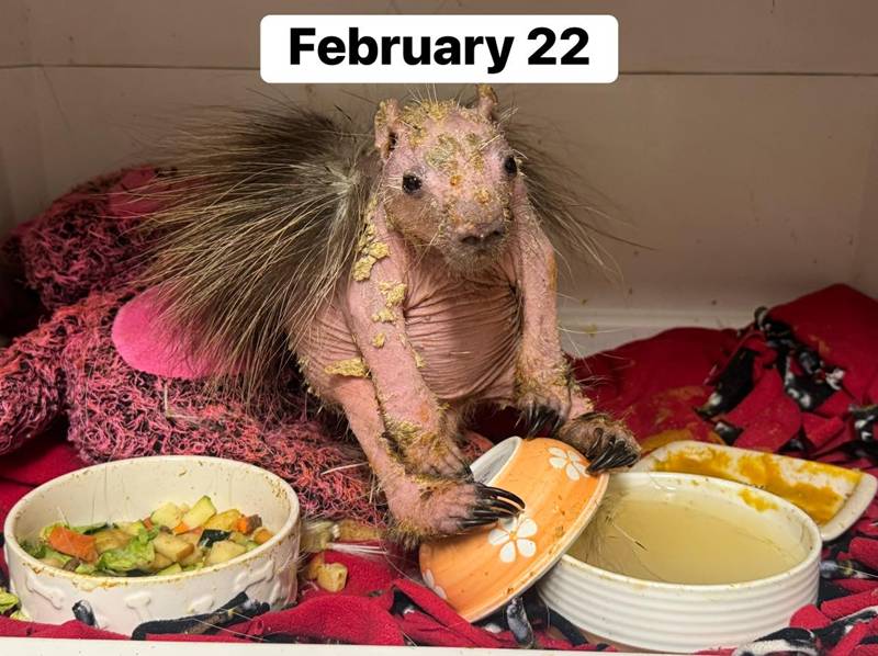 ลูกเม่นป่า