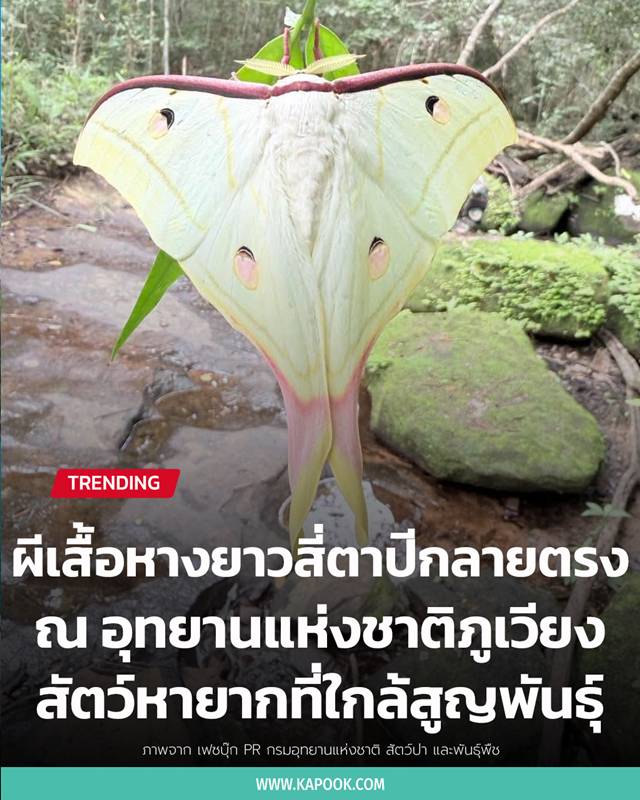 ผีเสื้อหางยาวสี่ตาปีกลายตรง