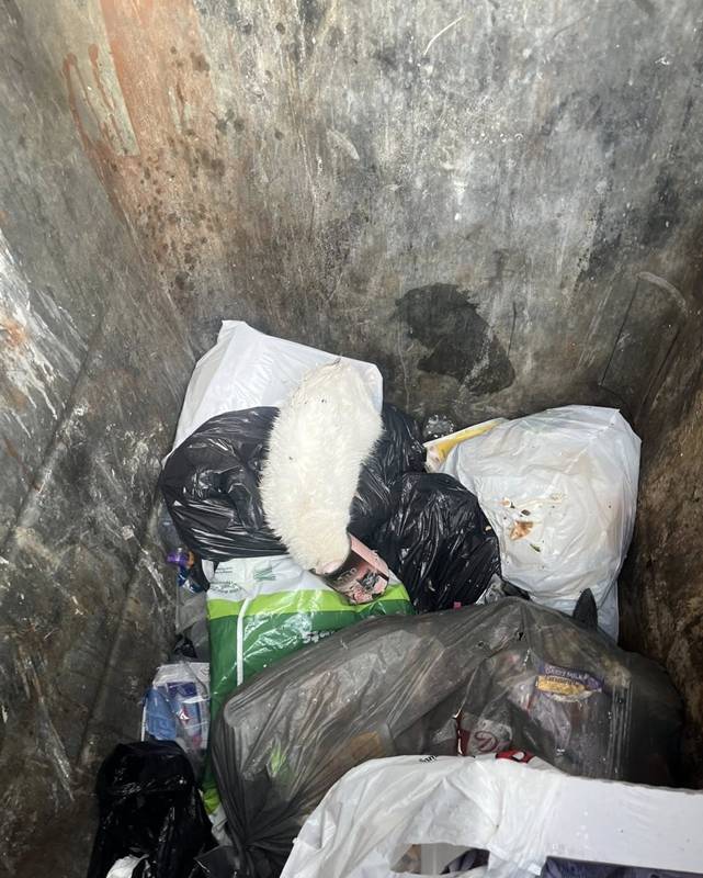 เจ้าเหมียวกองขยะ