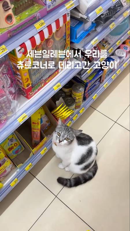 แมวไทย