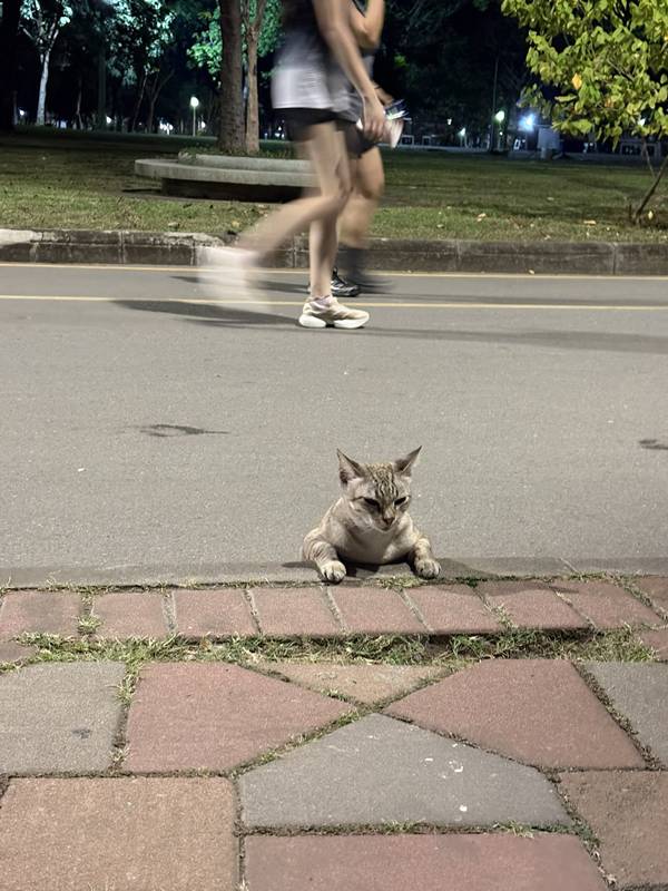 แมวสวนลุม