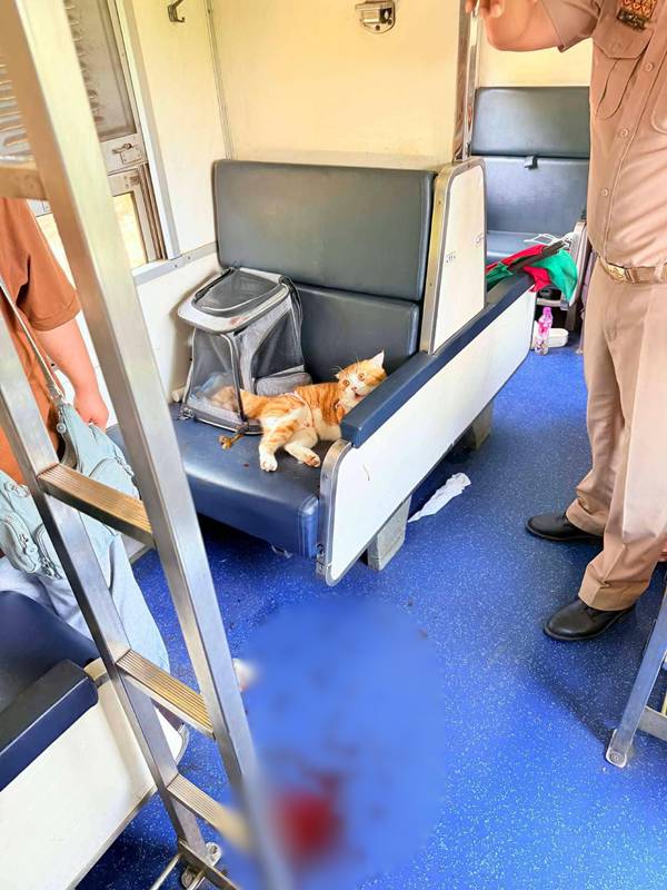 แมวส้มคลั่ง