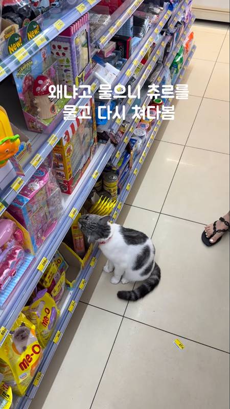 แมวไทย