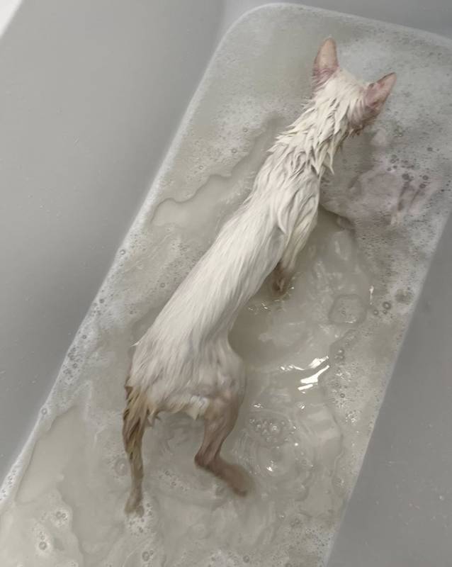 เจ้าเหมียวกองขยะ