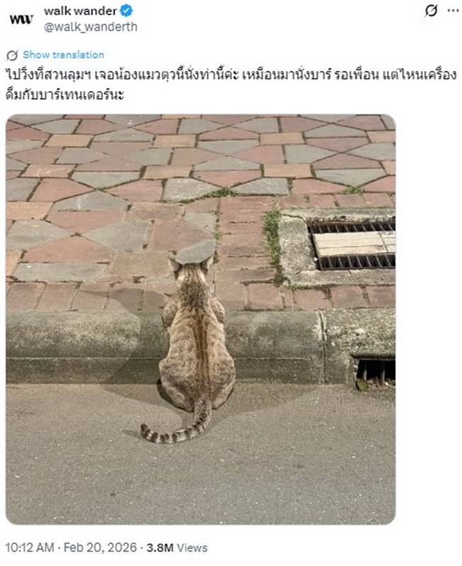 แมวสวนลุม