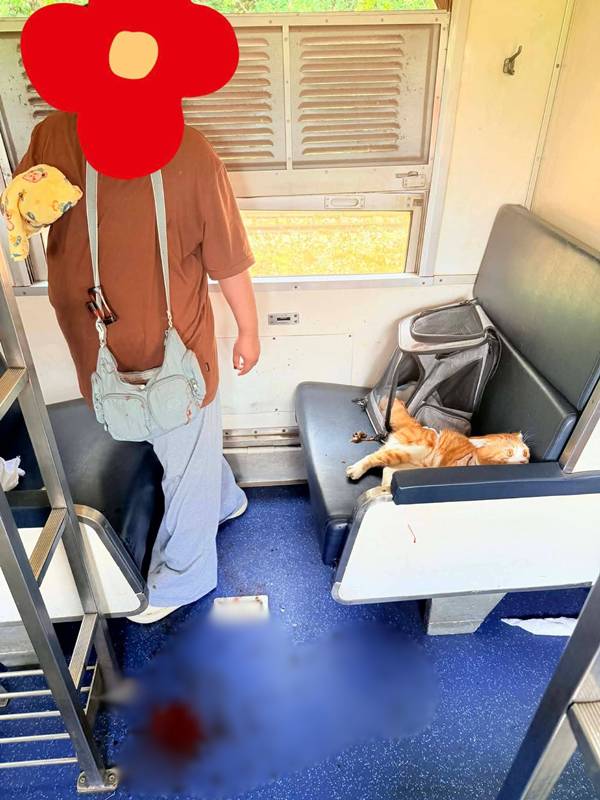 แมวส้มคลั่ง