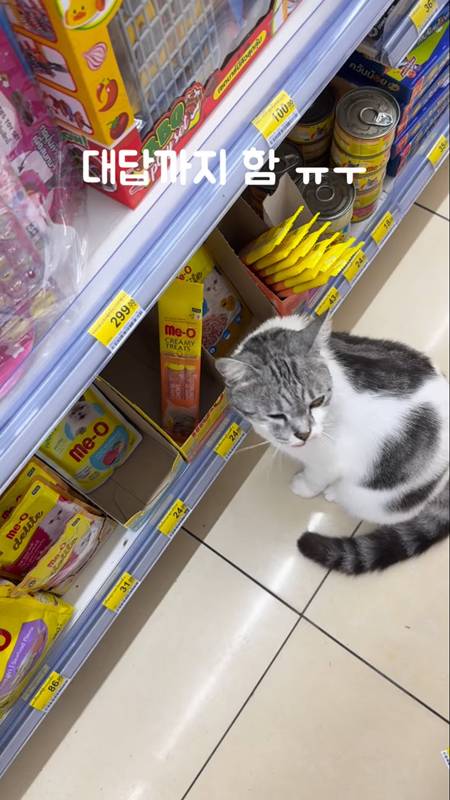 แมวไทย