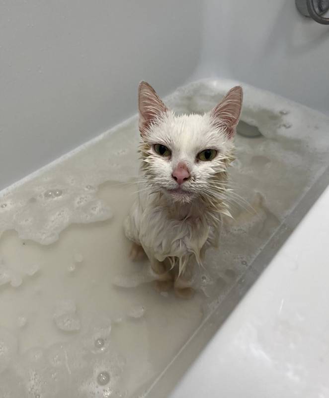 เจ้าเหมียวกองขยะ