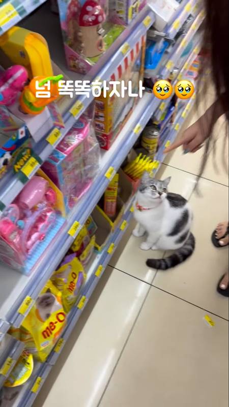 แมวไทย