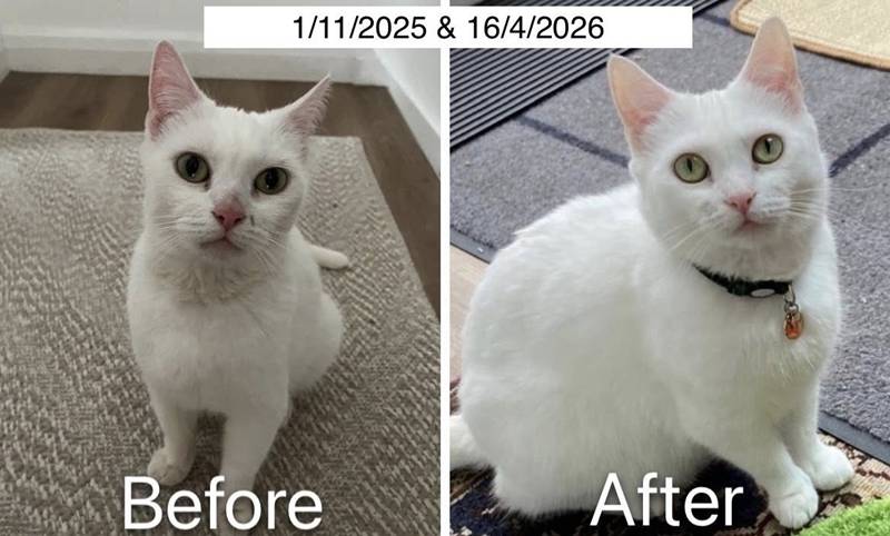 เจ้าเหมียวกองขยะ