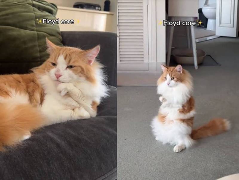 แมวจรขาผิดรูป