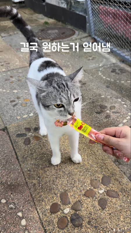 แมวไทย