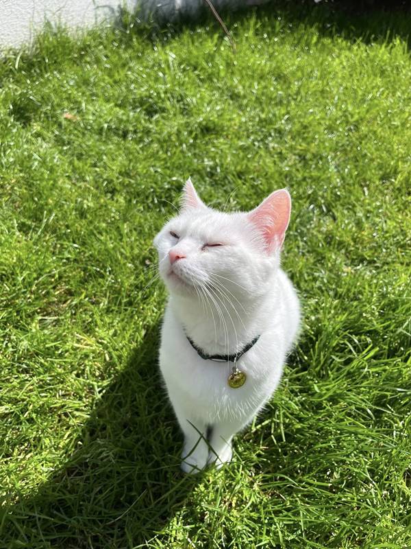 เจ้าเหมียวกองขยะ