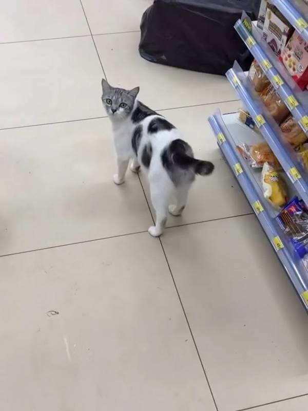 แมวไทย