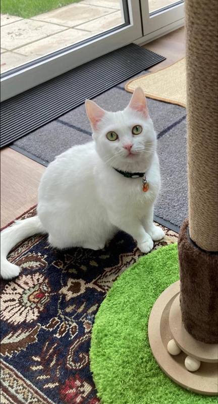 เจ้าเหมียวกองขยะ