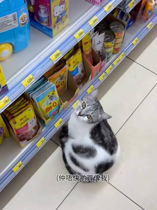 แมวไทย