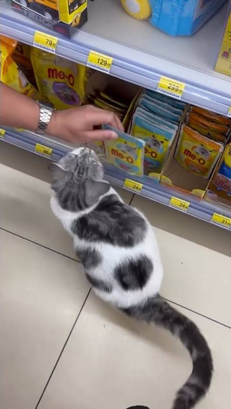แมวไทย